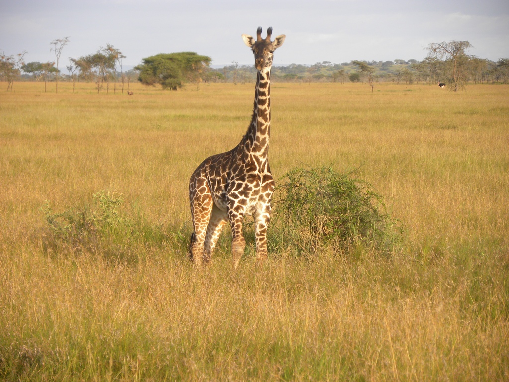 Giraffe checking us out
