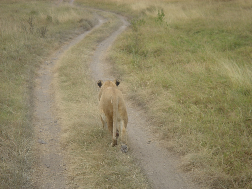 Africa Safari Lion